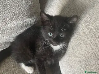 Mixed Breed cats Kittens - Advert 10