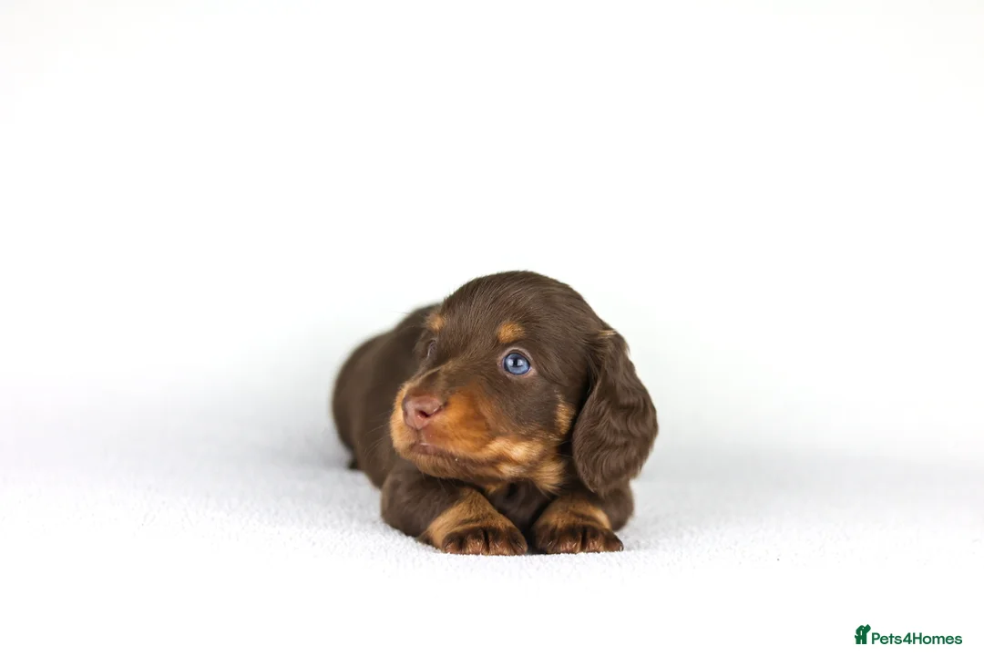 Miniature Dachshund dogs for sale: Miniature dachshund beautiful litter - Advert 23