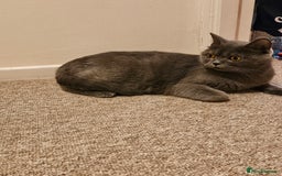 British Shorthair cats for sale: British shorthair kittens  - Image 1