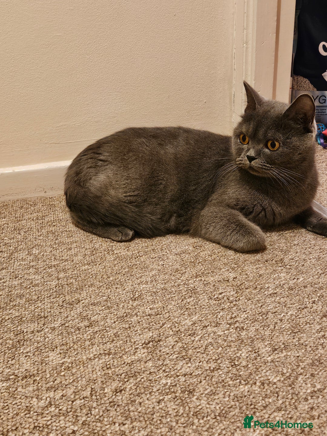 British Shorthair cats for sale: British shorthair kittens  - Image 1