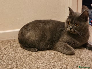 British Shorthair cats for sale - Advert 1