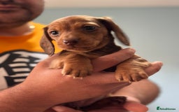 Dachshund dogs for sale: Our dwarf sausages are looking for a family🙃 - Image 18