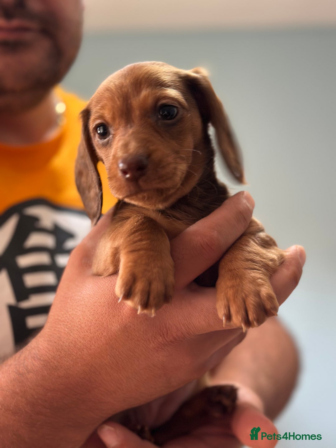 Dachshund dogs for sale: Our dwarf sausages are looking for a family🙃 - Image 18