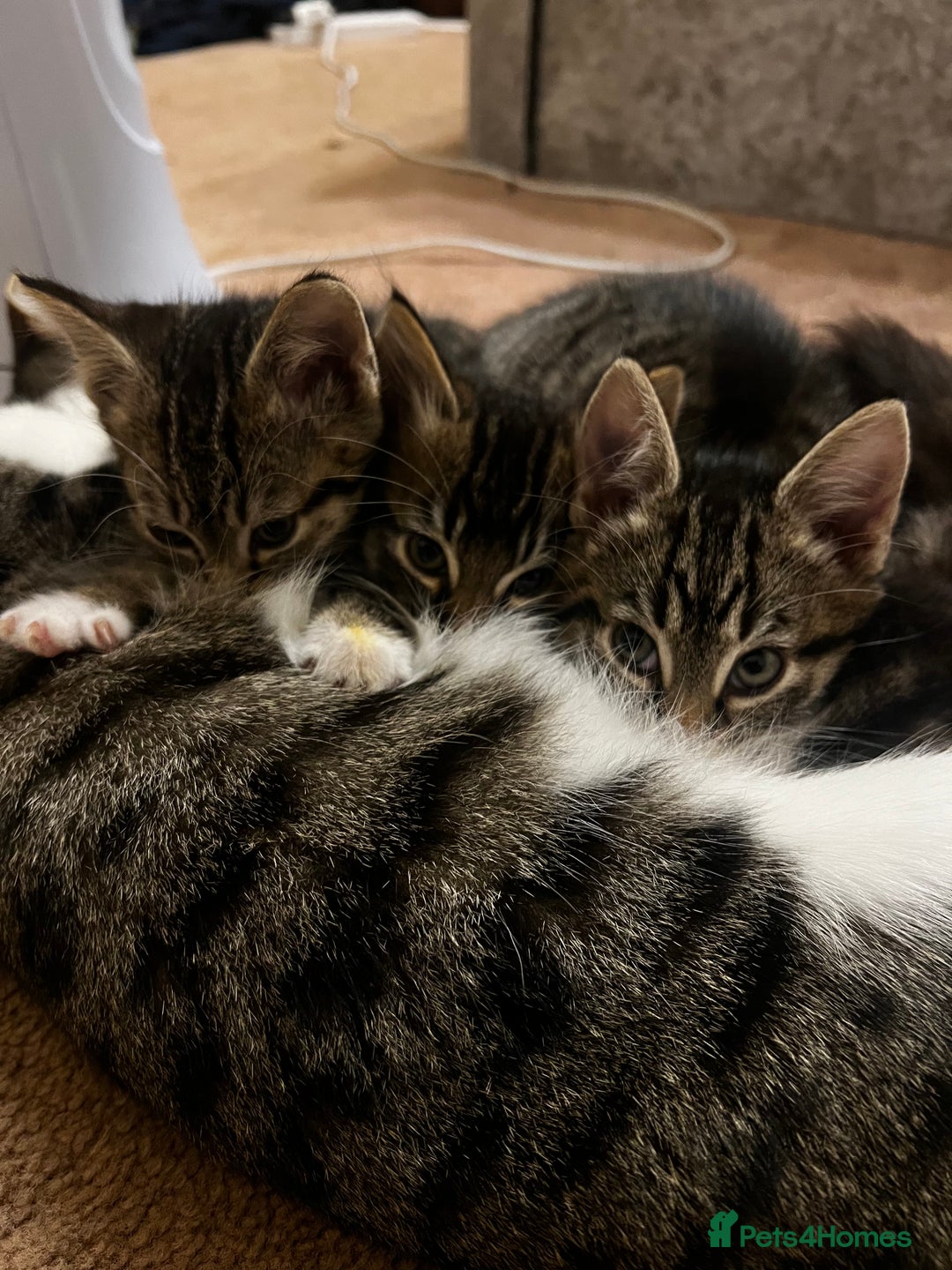 Bengal cats for sale: 2 male and 2 female kittens for sale x  - Image 11