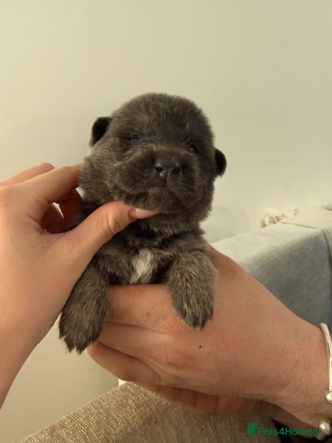 German Shepherd dogs for sale: German Shepherd Puppies - Advert 9