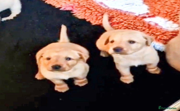 Labrador Retriever dogs - Advert 10