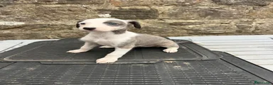 Lurcher 6