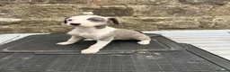 Lurcher dogs for sale: Bedlington whippet lurcher pups - Advert 17