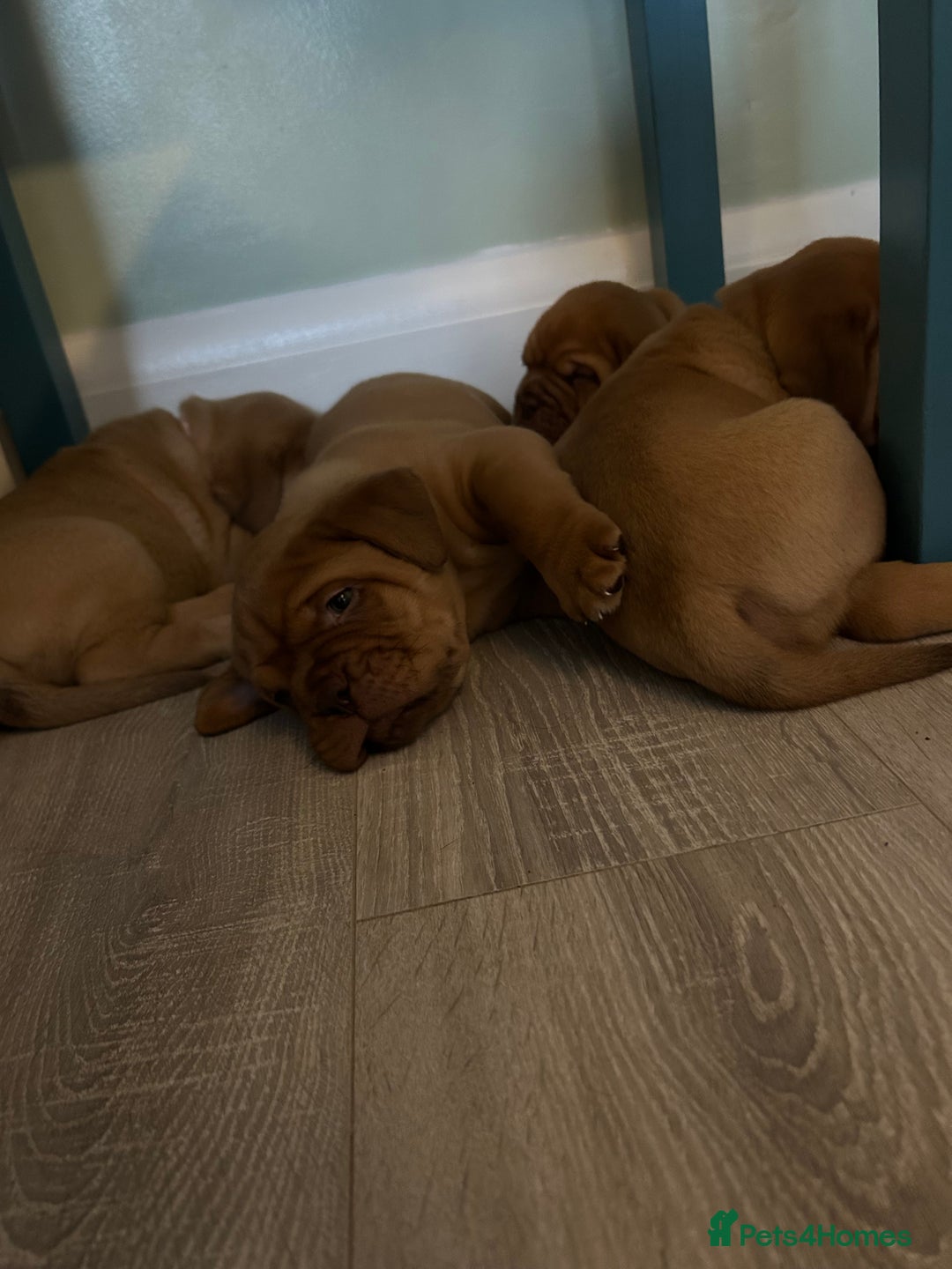 Dogue De Bordeaux dogs for sale: Dogue De Bordauex Puppies for sale - Image 13