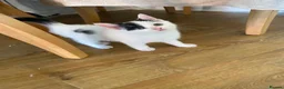 Mixed Breed cats for sale: Two beautiful kittens ! - Advert 6