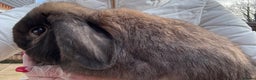 Mini Lop rabbits for sale: Adult Mini Lops Needing Loving Homes - Advert 6
