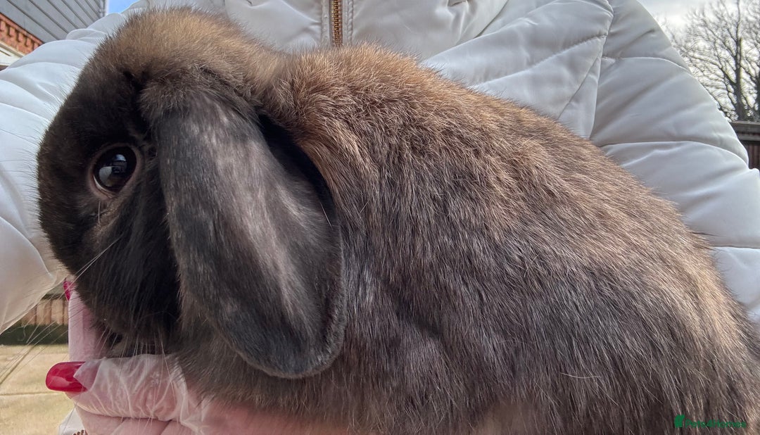 Mini Lop rabbits for sale: Adult Mini Lops Needing Loving Homes - Advert 6