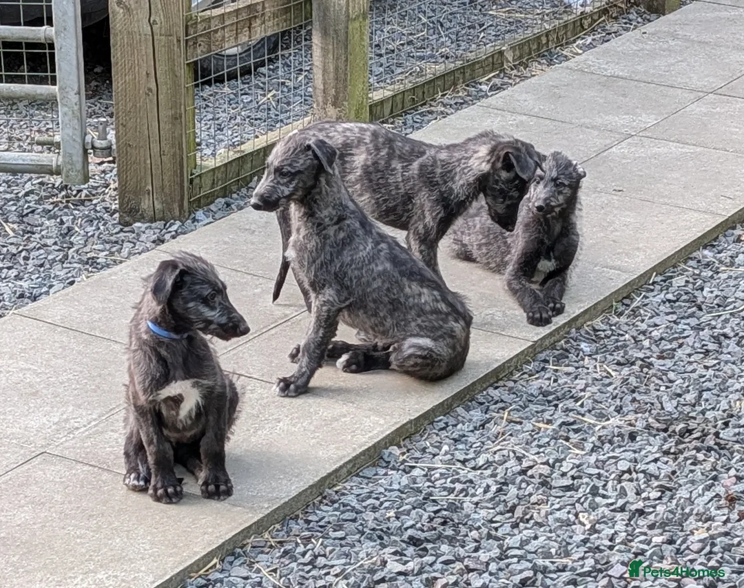 Deerhound dogs for sale: Scottish Deerhound Puppies  - Advert 2