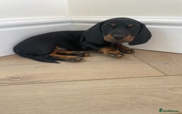 Miniature Dachshund dogs for sale: Last boy ready for new home Mini Dachshund  - Image 2