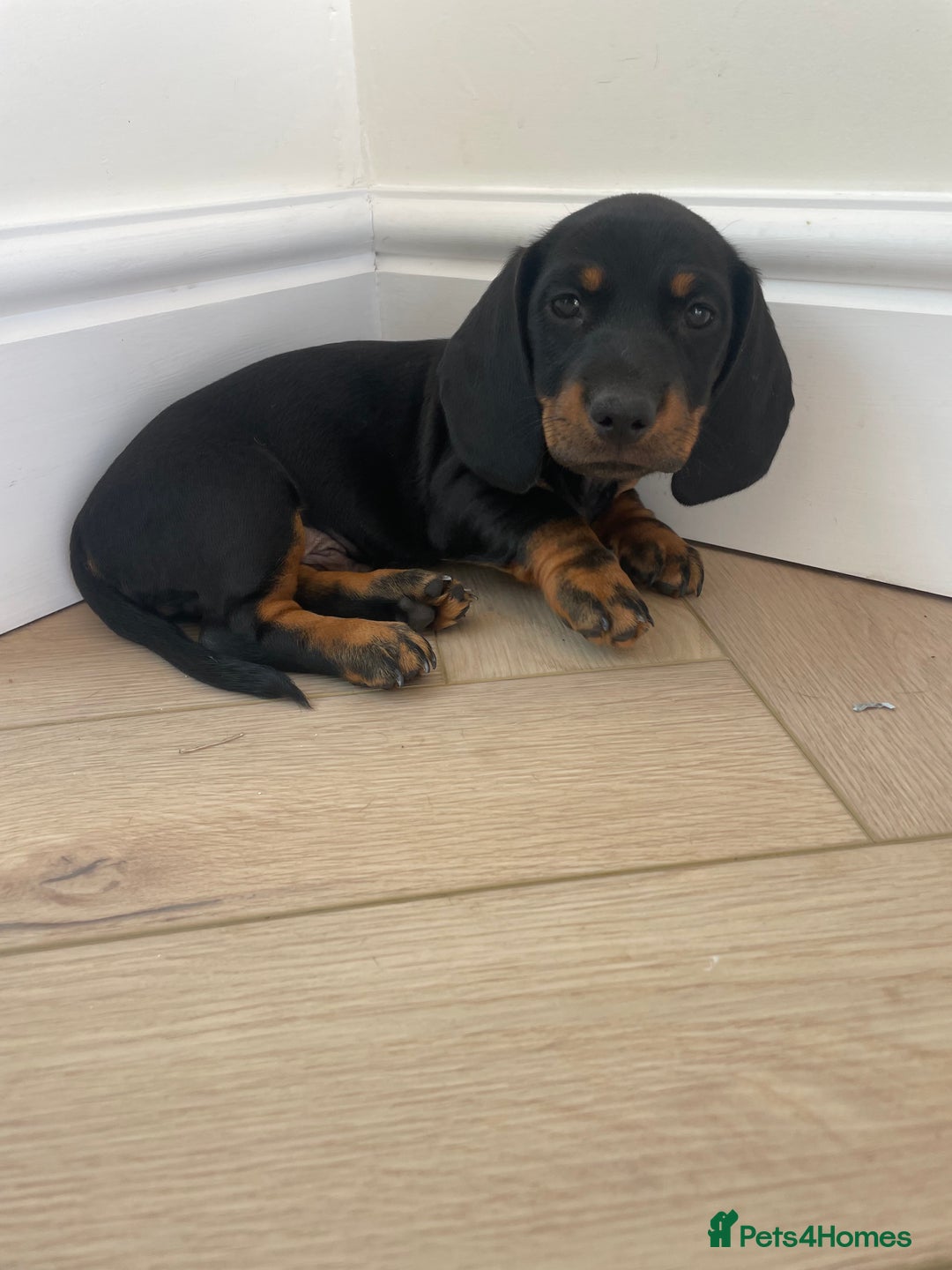 Miniature Dachshund dogs for sale: Last boy ready for new home Mini Dachshund  - Image 2