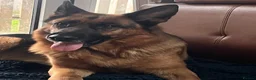 German Shepherd dogs for sale: KC reg German shepherd puppies  - Advert 5