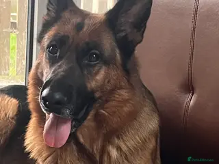 German Shepherd dogs KC reg German shepherd puppies - Advert 16