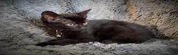 Mixed Breed cats for sale: 9 beautiful kittens looking for new homes  - Advert 9