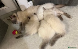 Ragdoll cats for sale: Pure Ragdoll kittens for sale london  - Image 1