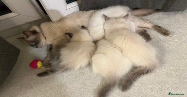Ragdoll cats - Advert 1