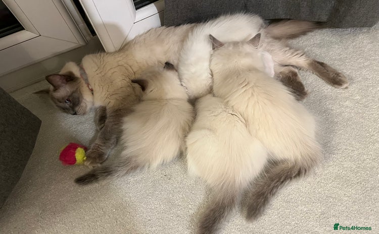 Ragdoll cats - Advert 4