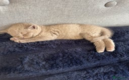 British Shorthair cats for sale: British shorthair kittens  - Image 8