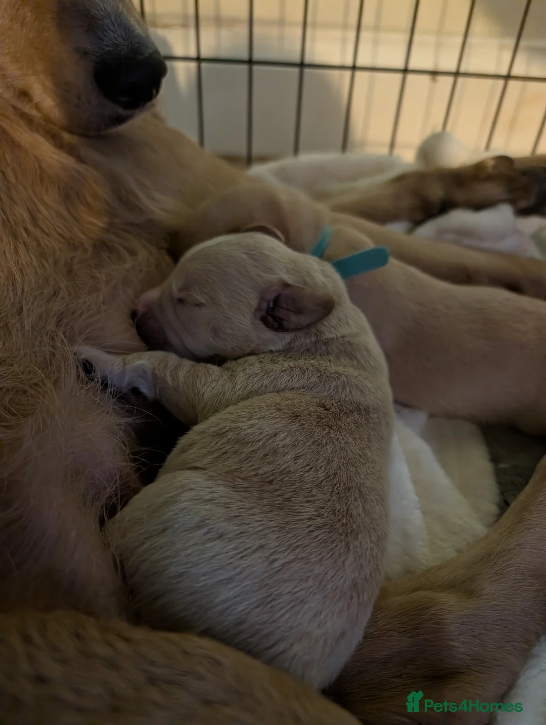 Mixed Breed dogs for sale: Golden doodle x Labrador puppies - Advert 3