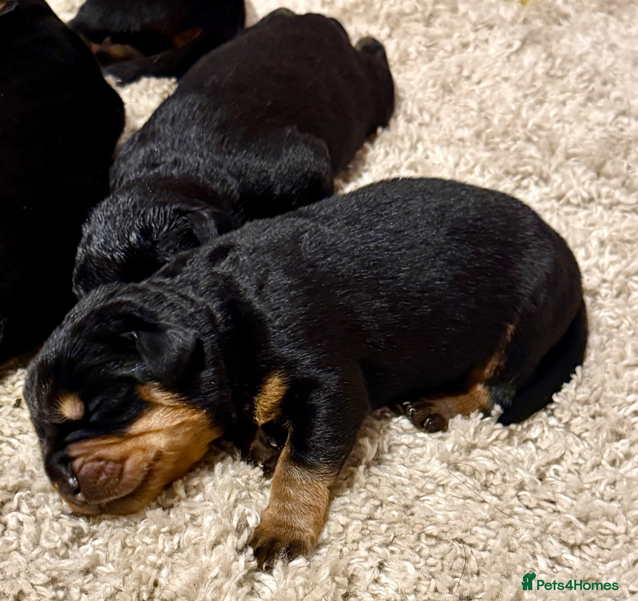 Rottweiler dogs Our gorgeous Rottweiler puppies !  - Advert 4