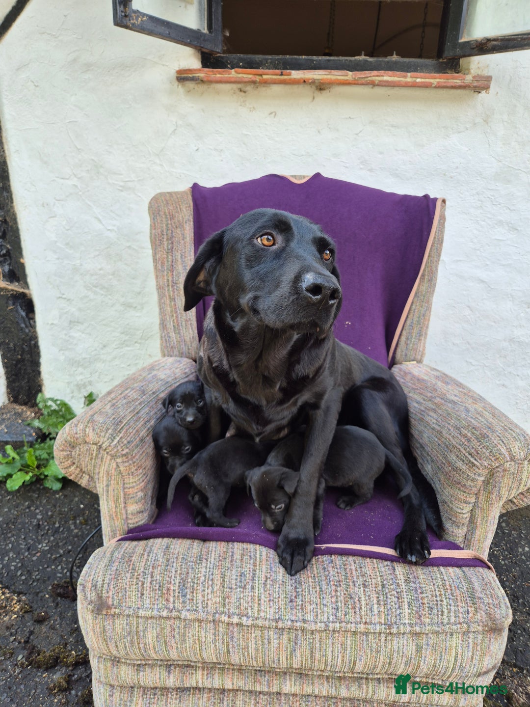 Labrador Retriever dogs for sale: Male labrador - Image 5