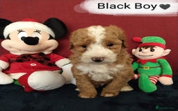 Cockapoo dogs for sale: * 1 Left* Beautiful Unique Cockapoo Puppies - Advert 5