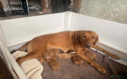 Labrador Retriever dogs for sale: Red Fox Labrador Puppies  - Image 6
