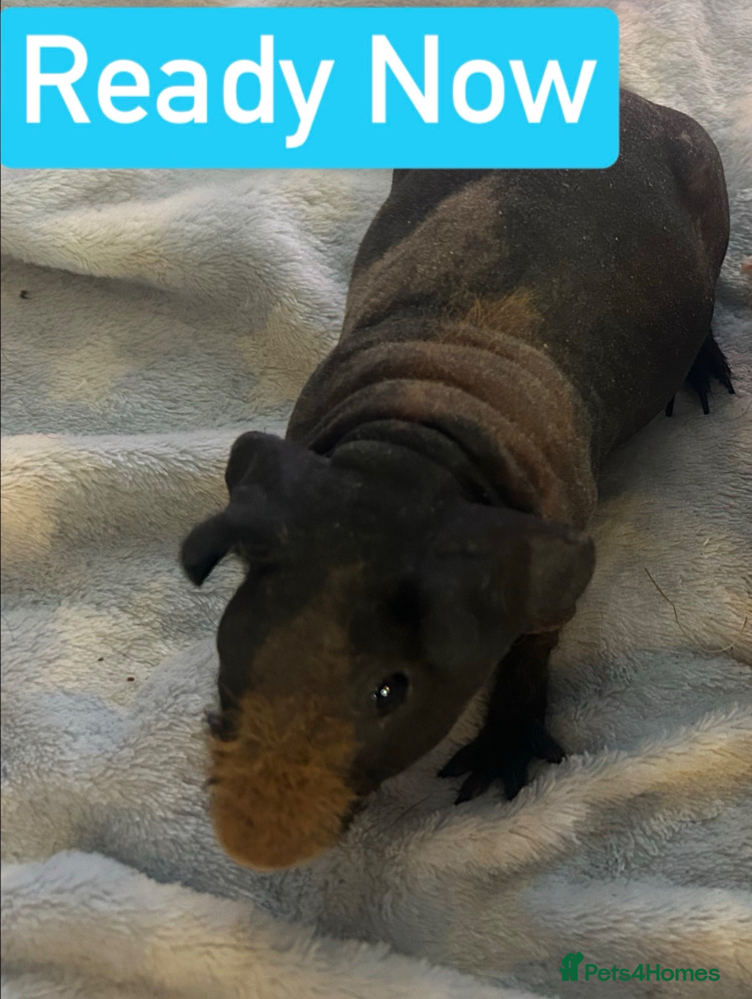Guinea Pig rodents Skinny Pig Boars  - Advert 3