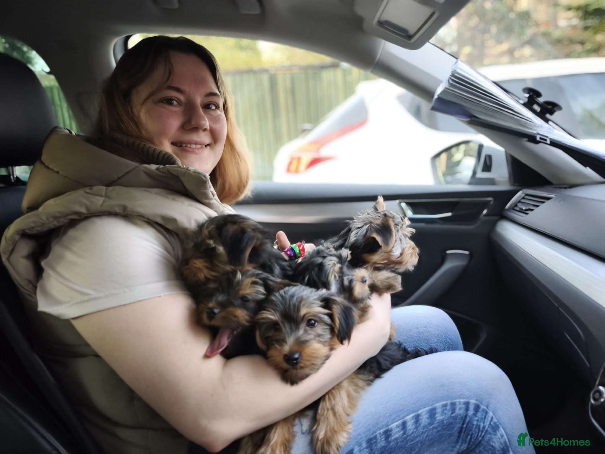 Yorkshire Terrier dogs Yorkshire Terrier–microchipped,vaccine,vet checked - Advert 3