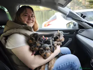 Yorkshire Terrier dogs Yorkshire Terrier–microchipped,vaccine,vet checked - Advert 3