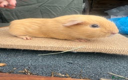 Guinea Pig rodents for sale: Buff Cali bred boar - Image 2