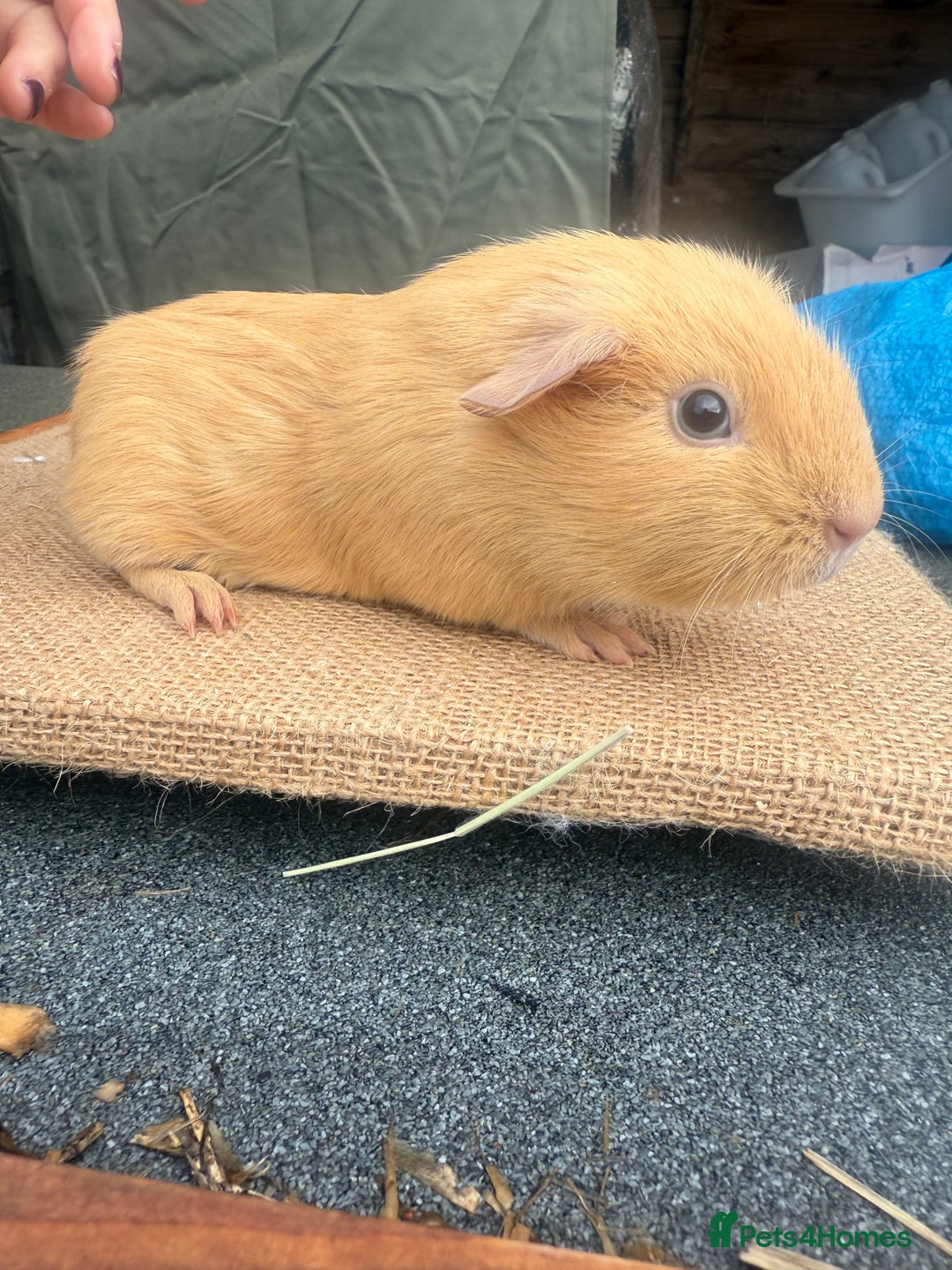 Guinea Pig rodents for sale: Buff Cali bred boar - Image 2