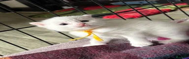 Scottish Fold Kitten 6