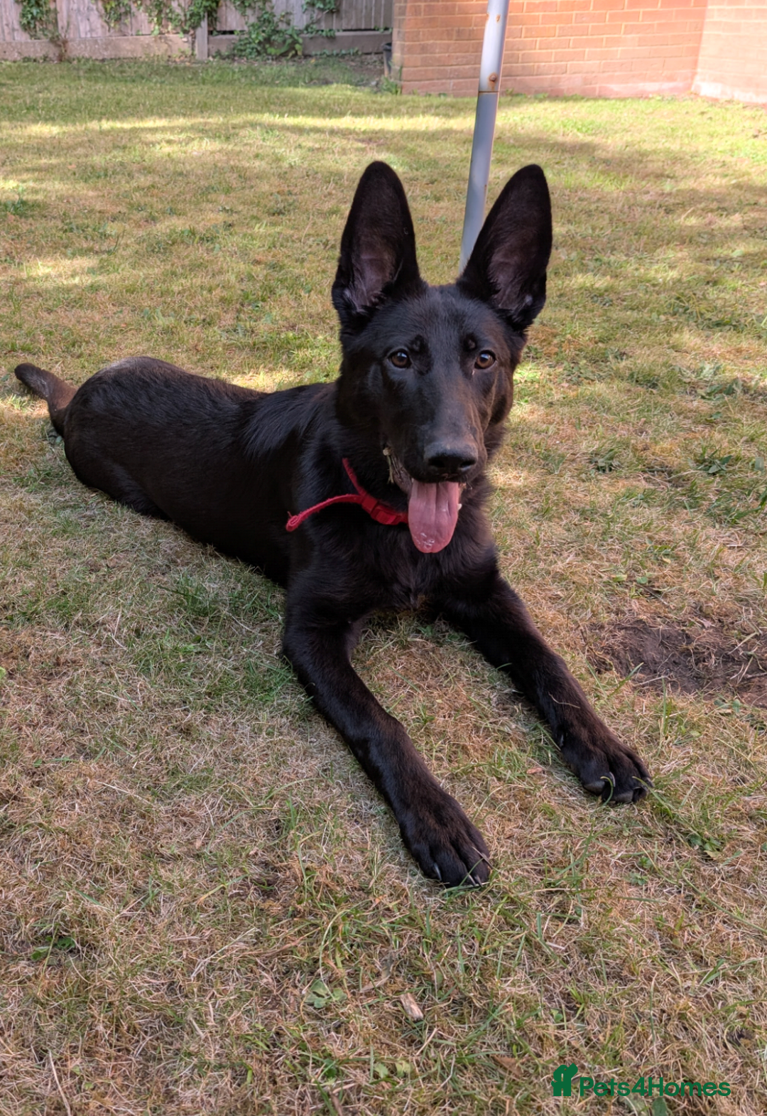 German Shepherd dogs for sale: 8 month old German Shepherd Puppy - Image 1