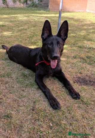 German Shepherd dogs - Advert 2