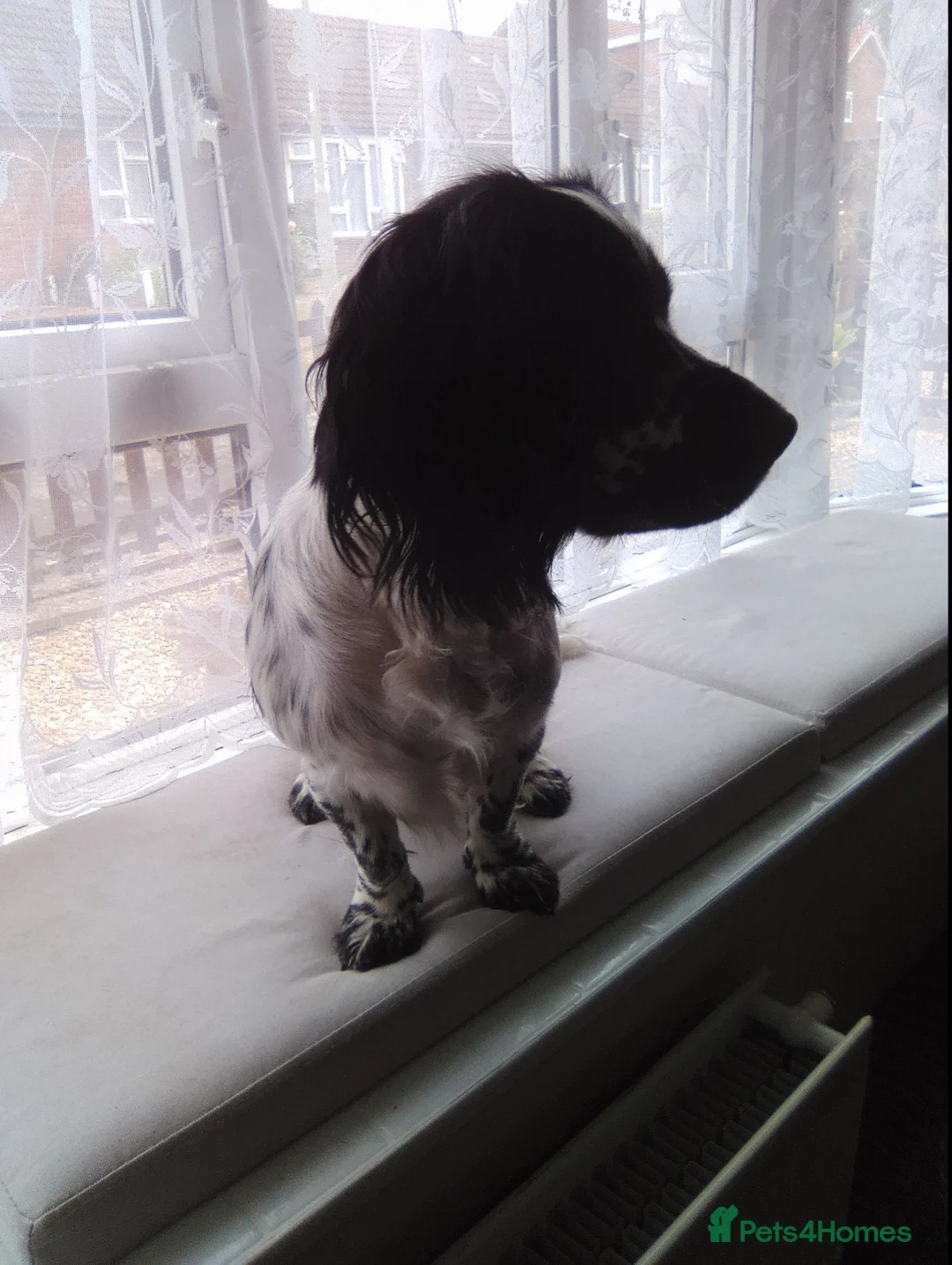 Cocker Spaniel dogs for sale: Black and white cocker spaniel  in Waterlooville - Advert 2