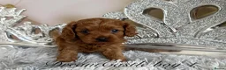 Cavapoo dogs for sale: Asian teddy poodle dad tiny Cavapoo puppies - Advert 1
