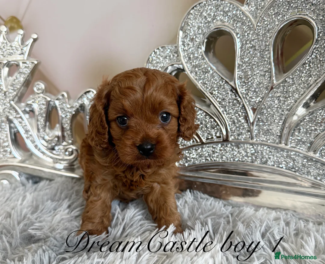 Cavapoo dogs for sale: Asian teddy poodle dad tiny Cavapoo puppies - Advert 1
