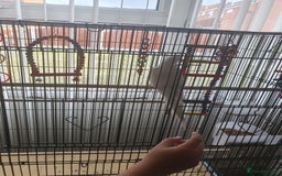 Cockatiels birds for sale: Male cockateil  - Image 6