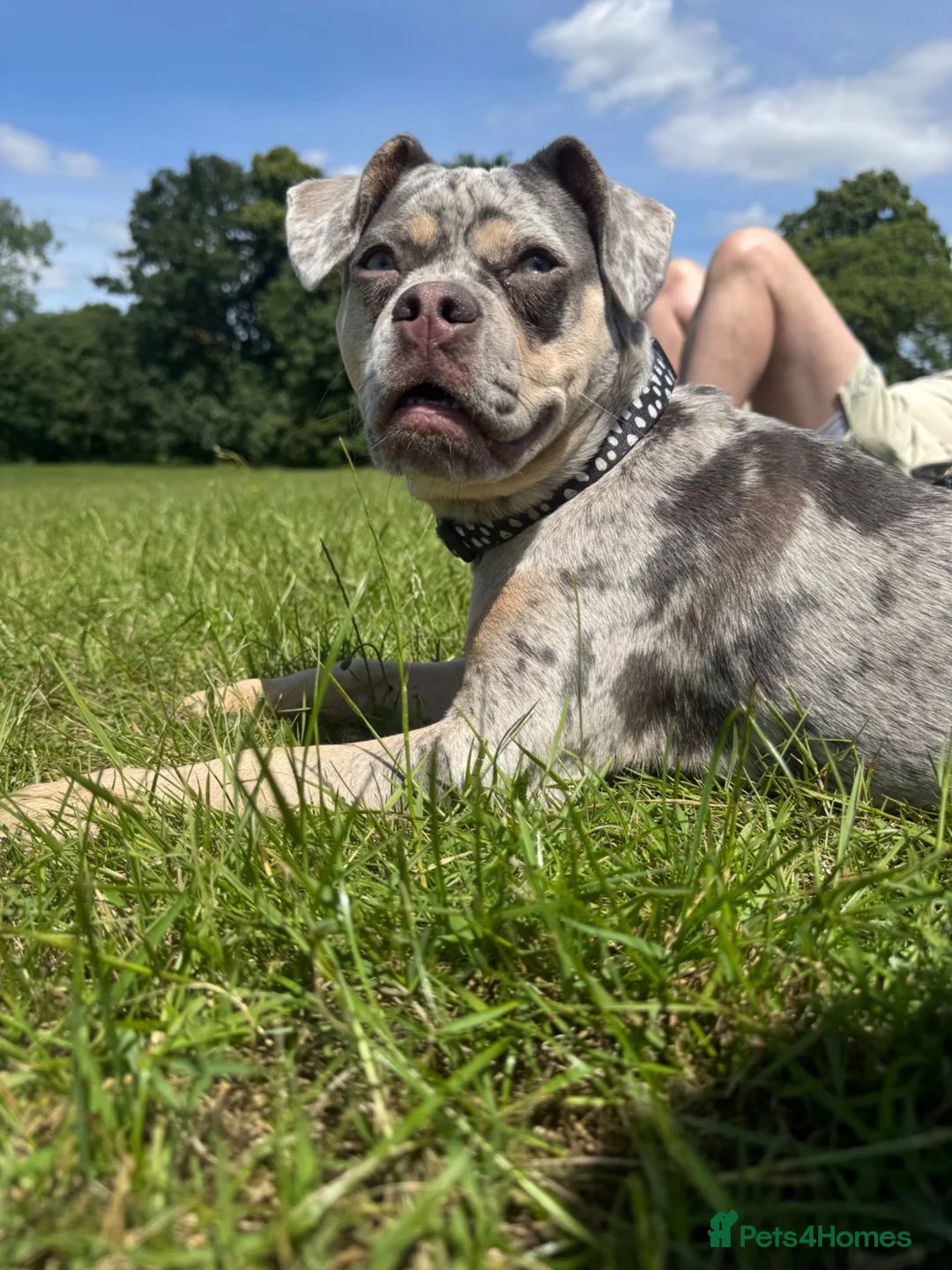 Mixed Breed dogs for sale: French Bulldog X    in Chatham - Advert 2