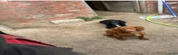 Sprocker dogs for sale: Sprocker girls  in Crewkerne - Advert 1