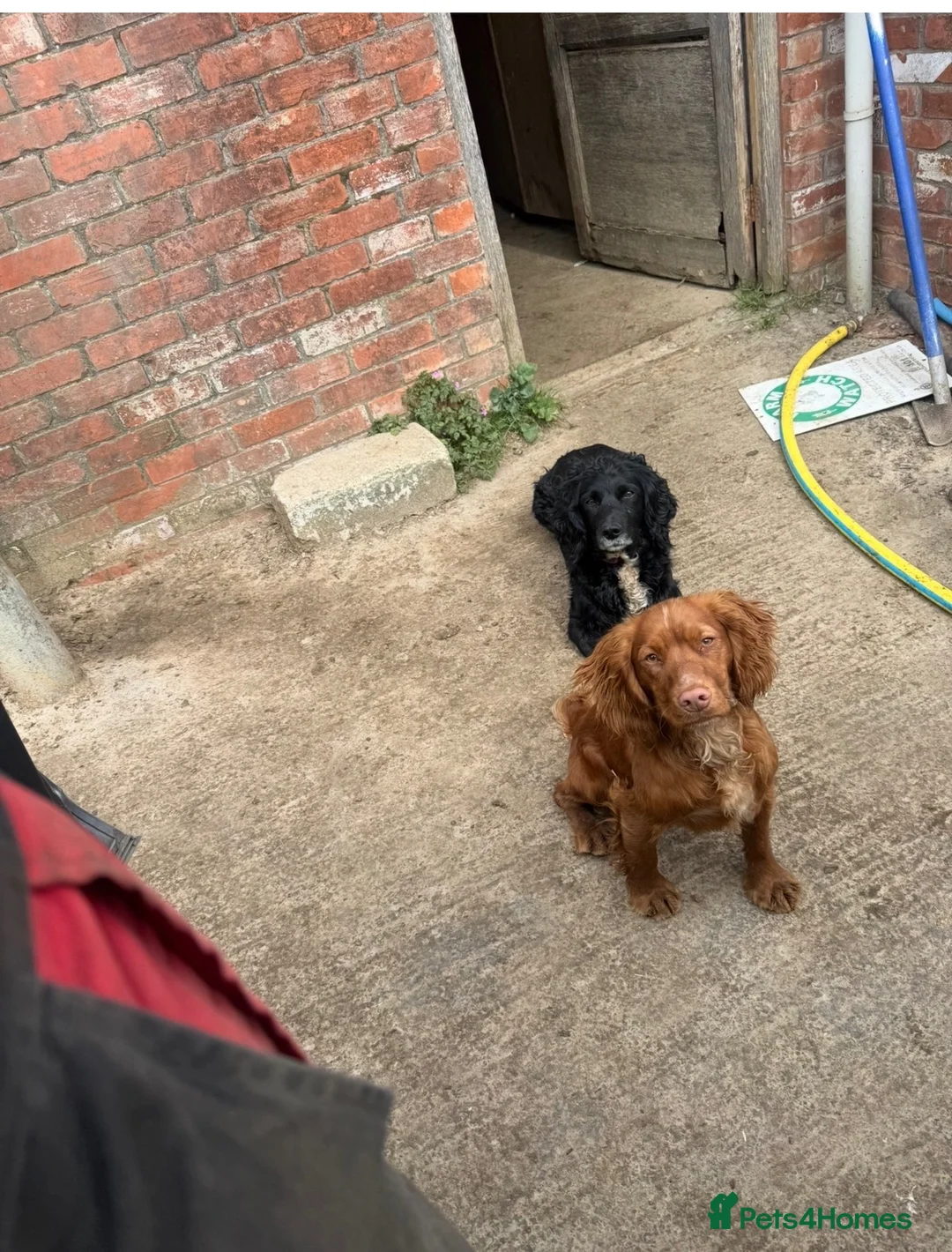 Sprocker dogs for sale: Sprocker girls  in Crewkerne - Advert 1