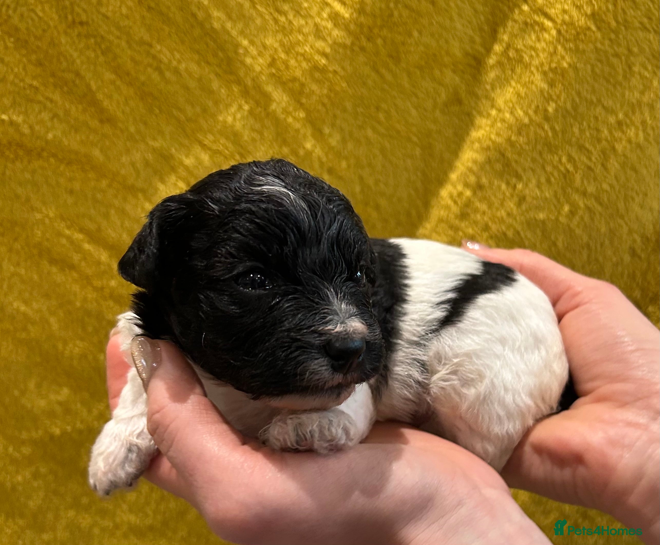 Poochon dogs Poochon Puppies- Health Tested Parents-Home Raised - Advert 3