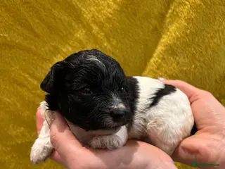 Poochon dogs Poochon Puppies- Health Tested Parents-Home Raised - Advert 3