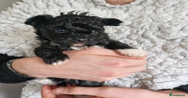 Mixed Breed dogs - Advert 6