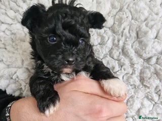 Mixed Breed dogs - Advert 4